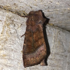 Parapamea buffaloensis