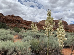 Yucca angustissima