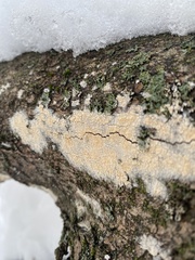 Lecanora symmicta