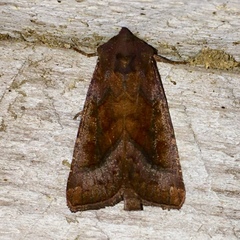 Parapamea buffaloensis