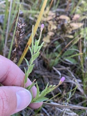 Epilobium glandulosum