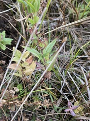 Epilobium glandulosum