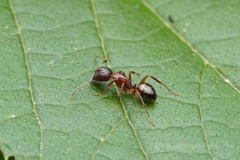 Camponotus subbarbatus