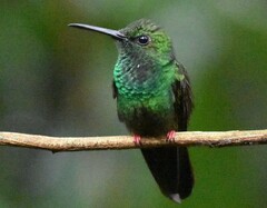 Chalybura urochrysia