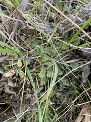 Marchantia polymorpha montivagans