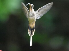 Phaethornis longirostris