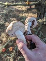 Agaricus