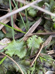 Marchantia polymorpha montivagans