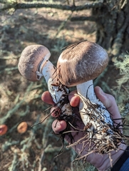 Agaricus