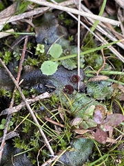 Marchantia polymorpha montivagans