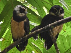 Pulsatrix perspicillata