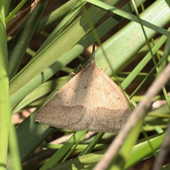 Epidesmia hypenaria