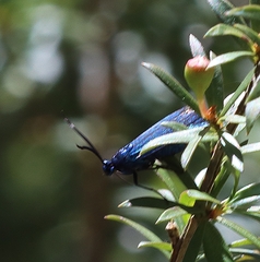 Pollanisus viridipulverulenta