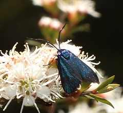 Pollanisus viridipulverulenta
