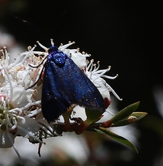 Pollanisus viridipulverulenta