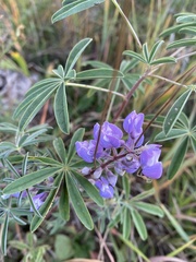 Lupinus argenteus argenteus