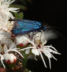 Pollanisus viridipulverulenta