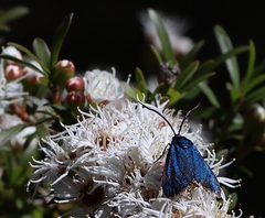 Pollanisus viridipulverulenta