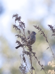 Haemorhous mexicanus