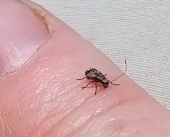 Corrhecerini