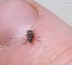 Corrhecerini