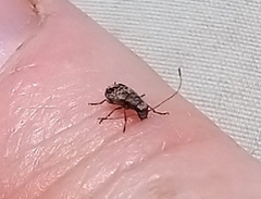 Corrhecerini
