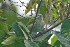 Ixothraupis punctata