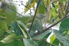 Ixothraupis punctata