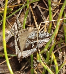 Dichromodes stilbiata