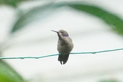 Colibri delphinae