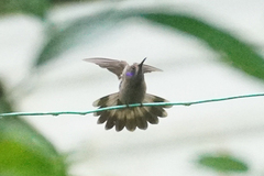 Colibri delphinae