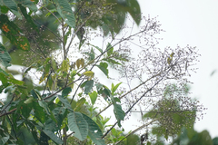 Vernonanthura patens
