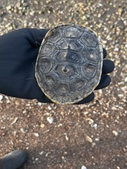 Malaclemys terrapin pileata
