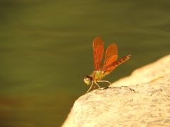 Perithemis