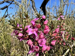 Boronia ledifolia