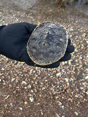 Malaclemys terrapin pileata