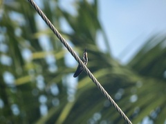 Anthracothorax prevostii