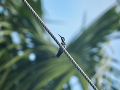 Anthracothorax prevostii