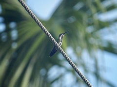 Anthracothorax prevostii