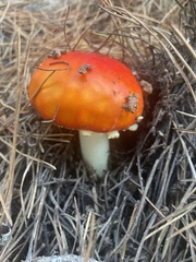 Hygrocybe laetissima