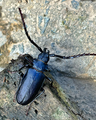 Dorysthenes planicollis