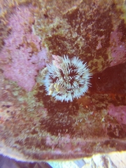 Tripneustes ventricosus