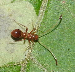 Paraxenetus guttulatus