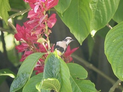 Coereba flaveola caboti