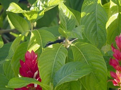 Coereba flaveola caboti