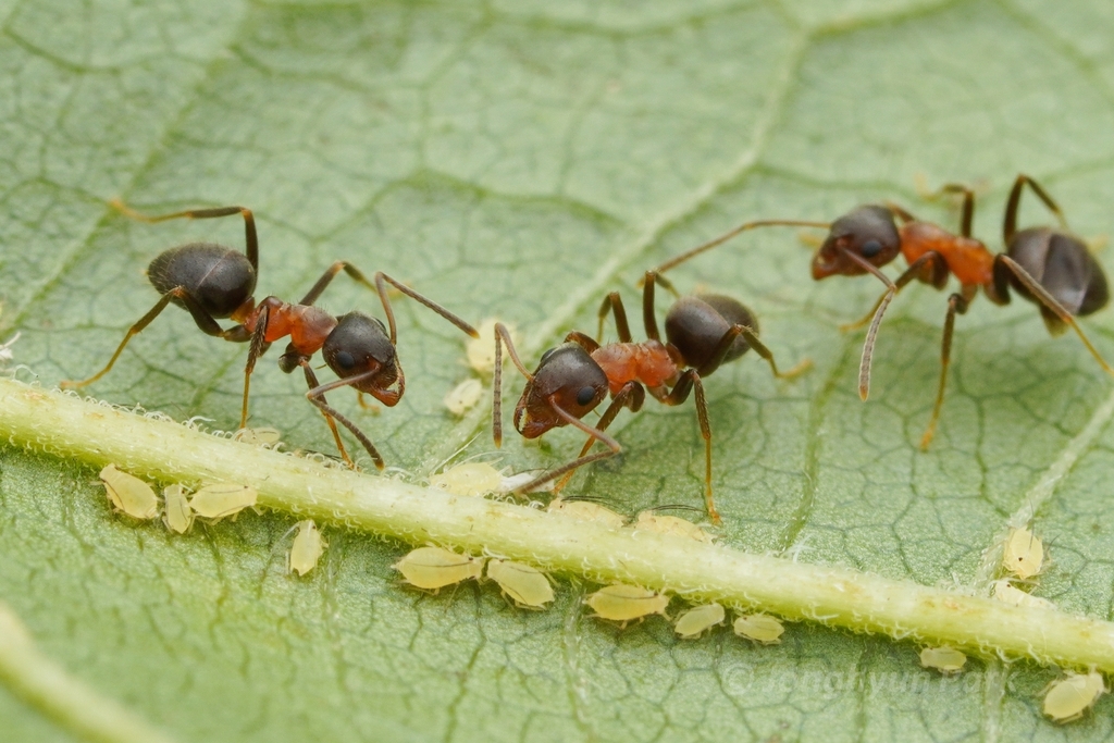 Central European Bicolored Ant