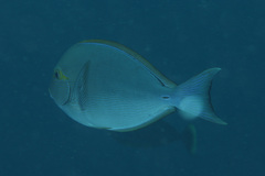 Acanthurus mata