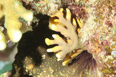 Distichopora violacea