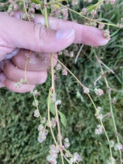 Chenopodium atrovirens