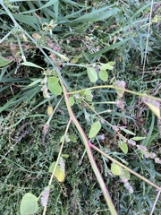 Chenopodium atrovirens